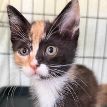 Domestic Short Hair Cats Available for Adoption in Long Beach, California - Snap | PetCurious