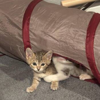 Doe Treece -  Domestic Short Hair and Tabby Cat for Adoption in Morrison, Colorado - Doe Treece | PetCurious
