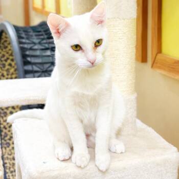 Domestic Short Hair Cats Available for Adoption - Maxie | PetCurious
