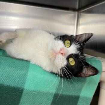 Rescue Domestic Short Hair Cats for Adoption in Roanoke, Virginia - Oreo | PetCurious