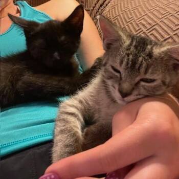 Marsha -  Domestic Short Hair Cat for Adoption in Charlottesville, Virginia - Marsha | PetCurious