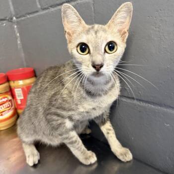 Vulpix -  Domestic Short Hair Cat for Adoption in Tuscaloosa, Alabama - Vulpix | PetCurious