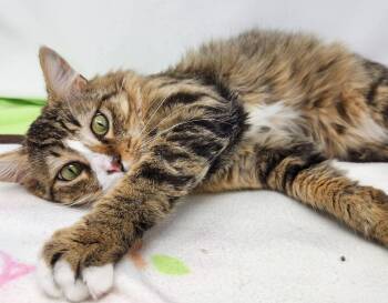 Domestic Long Hair Cats Available for Adoption in Kenai, Alaska - Obie | PetCurious