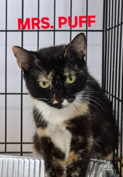 Mrs. Puff -  Domestic Short Hair Cat for Adoption in Rome, Georgia - Mrs. Puff | PetCurious