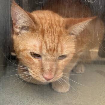 Bosco -  Domestic Short Hair Cat for Adoption in Philadelphia, Pennsylvania - Bosco | PetCurious
