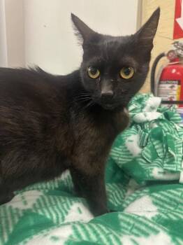 Rescue Domestic Short Hair Cats for Adoption in Parlier, California - Ciabatta | PetCurious