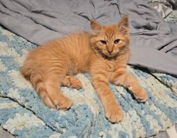 Ryder -  Domestic Medium Hair Cat for Adoption in Raymond, Washington - Ryder | PetCurious