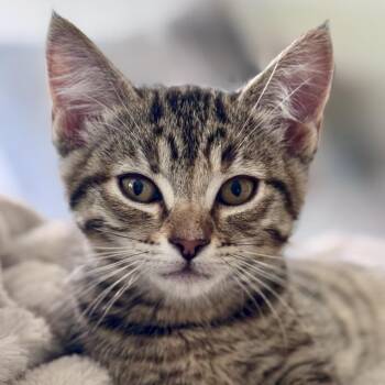 Kauai -  Domestic Medium Hair Cat for Adoption in Woodinville, Washington - Kauai | PetCurious