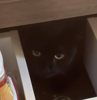 JJ -  Domestic Short Hair Cat for Adoption in Hudson, New York - JJ | PetCurious