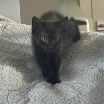 RomCom -  Domestic Short Hair Cat for Adoption in Charlottesville, Virginia - RomCom | PetCurious