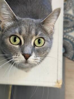 Penny -  Domestic Short Hair Cat for Adoption in Plymouth, Michigan - Penny | PetCurious
