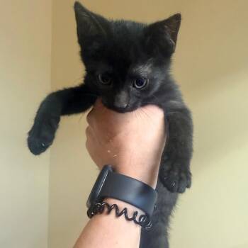 Sable -  Domestic Short Hair Cat for Adoption in Corinth, Mississippi - Sable | PetCurious