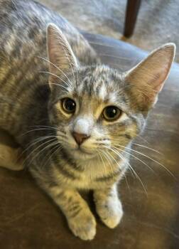 Rescue Tabby Cats for Adoption in Delhi, Ontario - CARLING | PetCurious