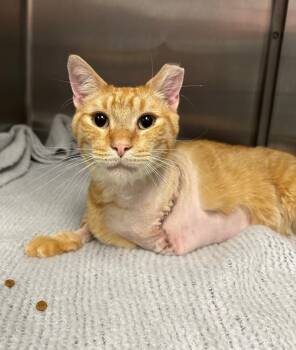 Ouchie -  Domestic Short Hair Cat for Adoption in Richmond, Virginia - Ouchie | PetCurious