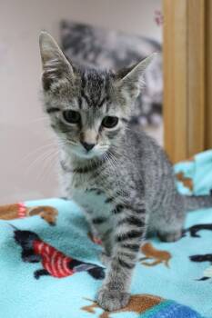 Dorito -  Domestic Short Hair Cat for Adoption in Portage, Wisconsin - Dorito | PetCurious