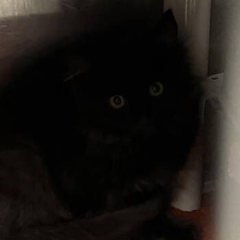 Omura -  Domestic Long Hair Cat for Adoption in Marion, Virginia - Omura | PetCurious