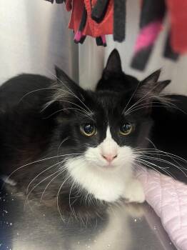 Domestic Long Hair Cats Available for Adoption - Cobalt | PetCurious