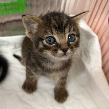 Enoki E1 -  Domestic Short Hair Cat Available for Adoption in Leander, Texas - Enoki E1 | PetCurious