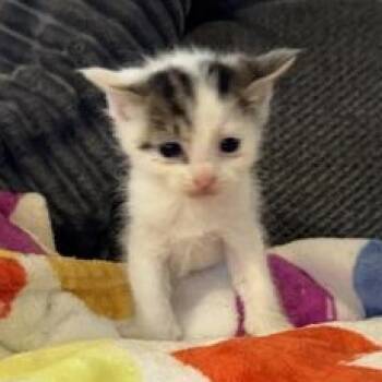 Domestic Short Hair Cats Available for Adoption in Liverpool, Texas - Connor | PetCurious