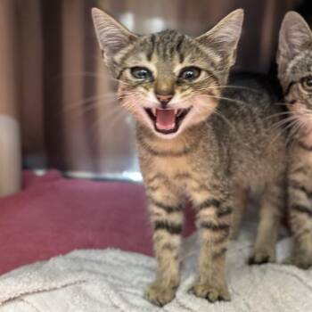 WINNIE -  Domestic Short Hair Cat for Adoption - WINNIE | PetCurious