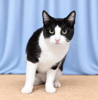 CLOVER -  Domestic Short Hair Cat for Adoption in Pasadena, California - CLOVER | PetCurious