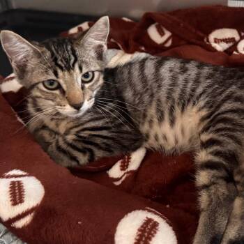 Gwen -  Domestic Short Hair Cat for Adoption in Titusville, Florida - Gwen | PetCurious
