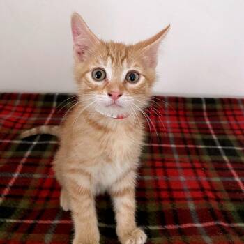 Ferrari -  Domestic Short Hair Cat for Adoption in Green Bay, Wisconsin - Ferrari | PetCurious