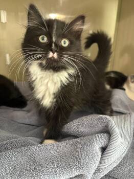 Samantha -  Domestic Long Hair Cat for Adoption in Yardley, Pennsylvania - Samantha | PetCurious