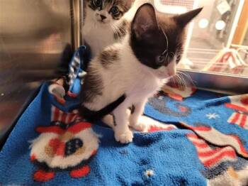 A657544 -  Domestic Short Hair Cat for Adoption in Houston, Texas - A657544 | PetCurious