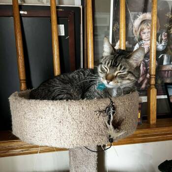 Domestic Short Hair Cats Available for Adoption in Sioux Falls, South Dakota - Jasper | PetCurious