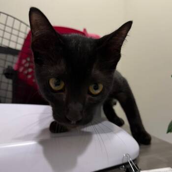 Salem -  Domestic Short Hair Cat for Adoption in Tampa, Florida - Salem | PetCurious
