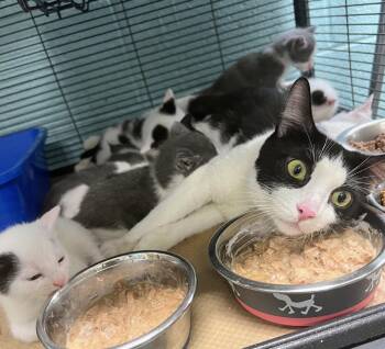 Nobska -  Domestic Short Hair Cat for Adoption in Trenton, New Jersey - Nobska | PetCurious