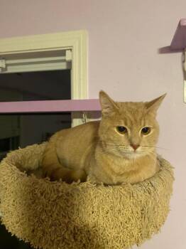 Domestic Short Hair Cats Available for Adoption - Milo | PetCurious