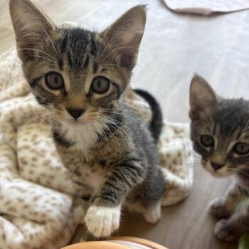Sandy -  Domestic Short Hair Cat for Adoption in Spokane, Washington - Sandy | PetCurious