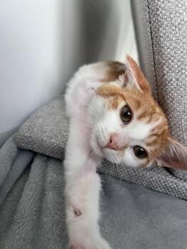 Limp Bizkitty -  Domestic Short Hair Cat for Adoption in Arthur, Ontario - Limp Bizkitty | PetCurious