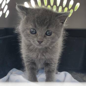 Willow -  Domestic Medium Hair Cat Available for Adoption in Chattanooga, Tennessee - Willow | PetCurious