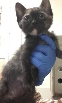 Domestic Short Hair Cats Available for Adoption - ZEAL | PetCurious