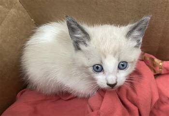 Domestic Short Hair Cats Available for Adoption in Dallas, Texas - COFFE | PetCurious