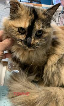 Rescue Domestic Medium Hair Cats for Adoption in Union Springs, Alabama - Townie #17891-23 | PetCurious