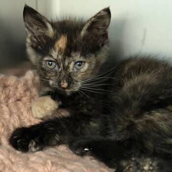 Marceline -  Domestic Short Hair Cat for Adoption in Sarasota, Florida - Marceline | PetCurious