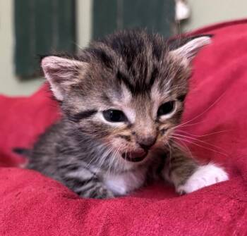 Tree Nymph -  Domestic Short Hair Cat Available for Adoption in Fort Collins, Colorado - Tree Nymph | PetCurious