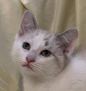 Skye -  Siamese Cat for Adoption in Connelly Springs, North Carolina - Skye | PetCurious