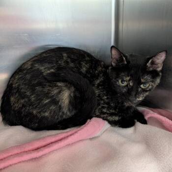 Hyacinth -  Domestic Short Hair Cat for Adoption in Independence, Kansas - Hyacinth | PetCurious