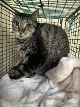 Domestic Short Hair Cats Available for Adoption in West Palm Beach, Florida - POOH BEAR | PetCurious