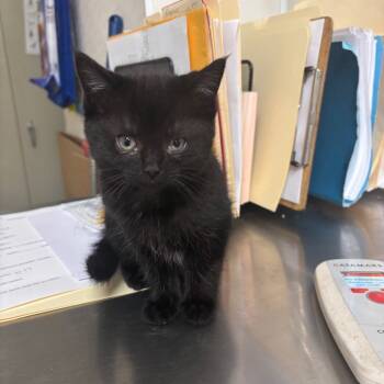 Rescue Domestic Short Hair Cats for Adoption in Pekin, Illinois - Ozzy | PetCurious