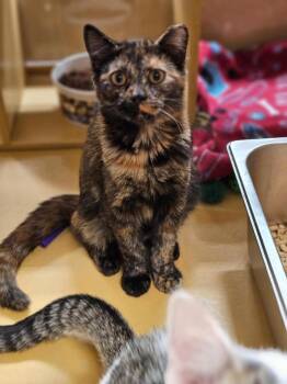 Jazzy -  Domestic Short Hair Cat for Adoption in Salisbury, North Carolina - Jazzy | PetCurious