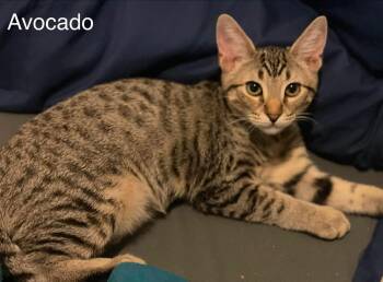 Avocado Toast -  Tabby and Domestic Short Hair Cat for Adoption in Walnut Creek, California - Avocado Toast | PetCurious