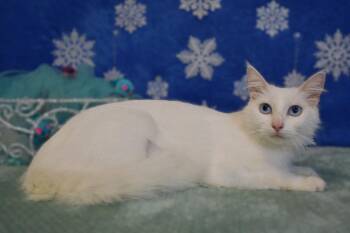 Domestic Medium Hair Cats Available for Adoption in Roanoke, Texas - Winty | PetCurious
