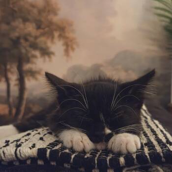 Poe -  Domestic Short Hair Cat for Adoption in Las Vegas, Nevada - Poe | PetCurious