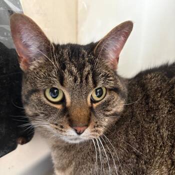 Domestic Short Hair Cats Available for Adoption - Onika | PetCurious